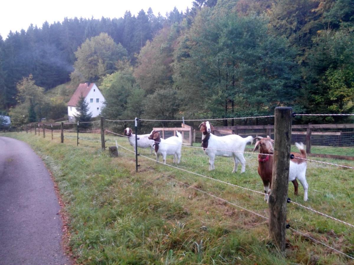Fewo Pacohaus Naehe Willingen Diemelsee 布里隆 外观 照片